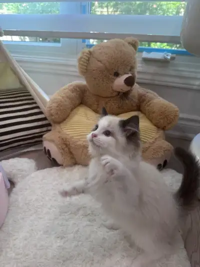 Blue Eyed Ragdoll Boy • Vaccinated • Ready for His Forever Home, View more