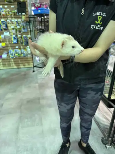 Beaux bébés furet mâles, 549,99$+tx chaque 2259 boulevard Lemire Drummondville 819-850-7579 Lundi, m...