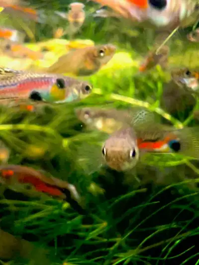 Beautiful Endler Guppies for sale. Breeding Trio 1 male 2 female for $10.00 5 male guppies for $10.0...