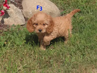 F1 cockapoo puppies. , View more