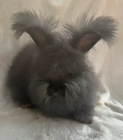 Purebred partially pedigreed English angora, View more