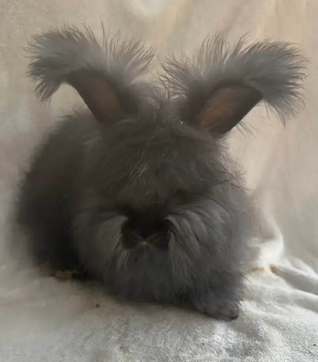 Purebred partially pedigreed English angora in Small Animals for Rehoming in Vernon - Image 2