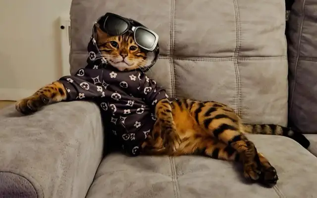 Luxury Bengal Kittens – Trained, Vet-Checked, Ready Now! in Cats & Kittens for Rehoming in Vancouver - Image 8