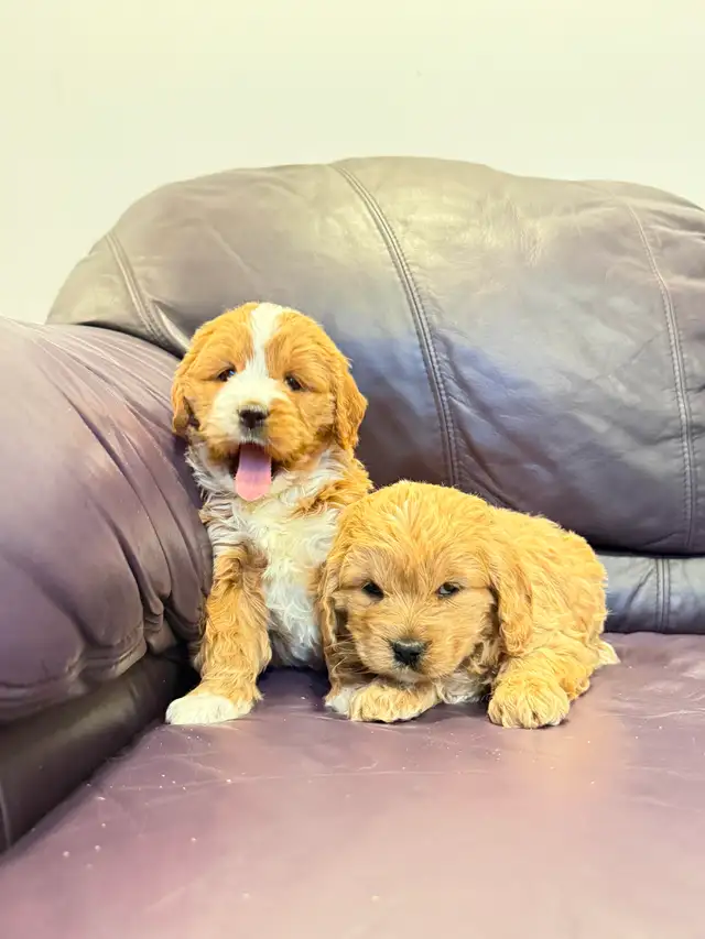 Poodle x puppies in Dogs & Puppies for Rehoming in Oakville / Halton Region - Image 12