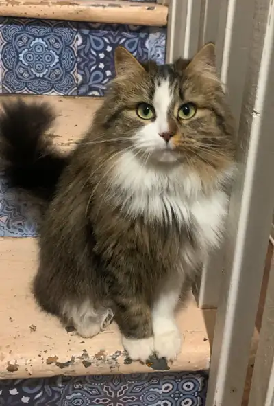 free female kitty (very friendly) , View more