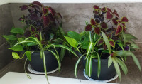 Mixed Planters, Spider Plant, Pothos, Boat Lily