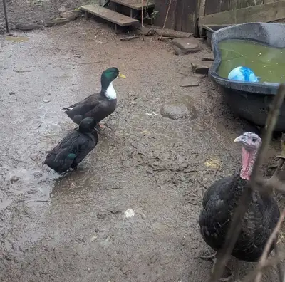 We have a beautiful Orloppe Bronze turkey FEMALE plus a male and female duck pair. We want them to g...