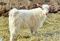Miniature fainting goat buckling