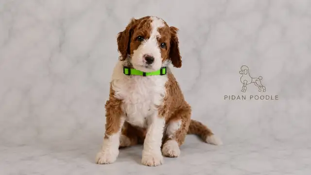 Adorable Standard Poodle Puppies in Dogs & Puppies for Rehoming in Richmond - Image 5