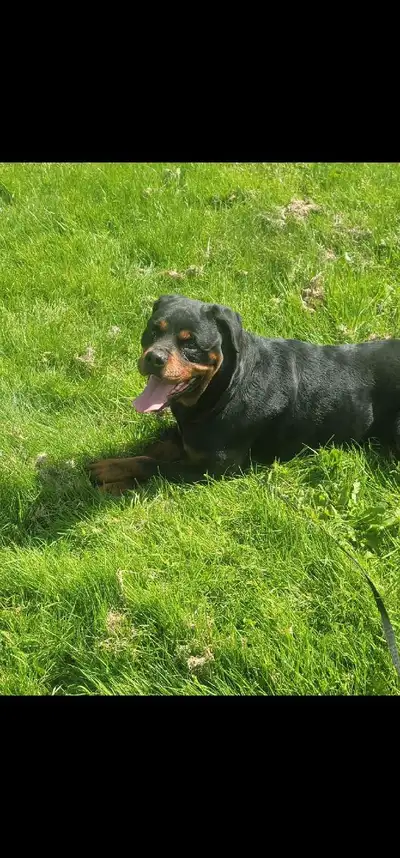 Rottweiler female , View more