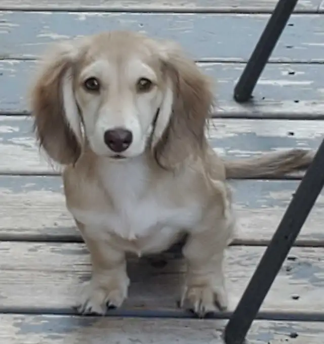 PLACING ADULTS in Dogs & Puppies for Rehoming in Muskoka - Image 10