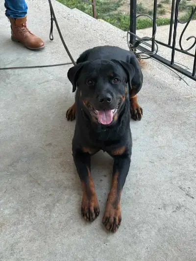 Rottweiler for rehoming, View more