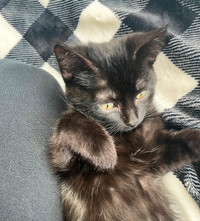 Beautiful Black 10 week Kitten-Adopt Imperial