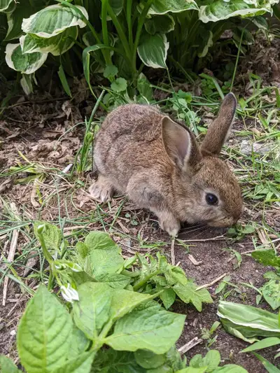 8 Week old New Zealand Mix Rabbits, View more