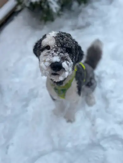 Standard sheepadoodle (2.5 yr old) needs loving home, View more
