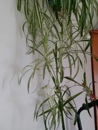 Free Spider Plant Babies
