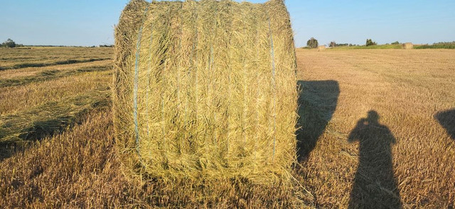 Hay Bales For Sale in Equestrian & Livestock Accessories in Moose Jaw - Image 2