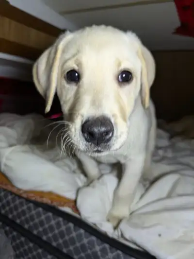 PUREBRED LAB PUPPY READY TO GO!!., View more