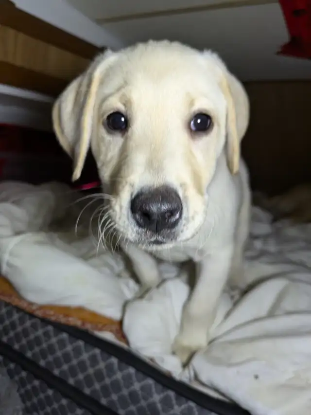 PUREBRED LAB PUPPY READY TO GO!!. in Dogs & Puppies for Rehoming in Kitchener / Waterloo - Image 2