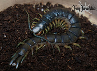 Florida Giant Blue Centipedes!