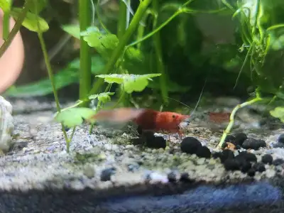 trading some shrimps for some guppies or tetras, View more