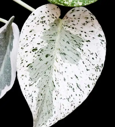 Monstera White Monster rare: wetstick, View more