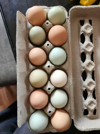 Colorful hatching eggs available in the Vanscoy/Saskatoon area. Bym mix hens, Roos are out of green...