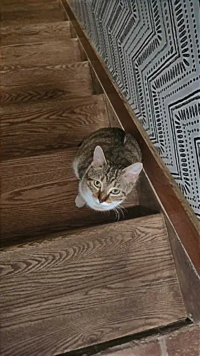 kitten for adoption , View more