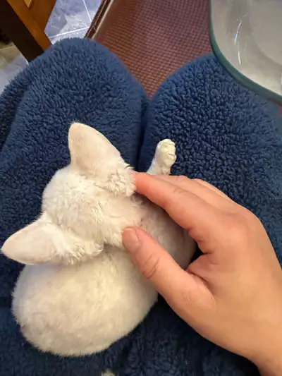 kitten for sale , View more