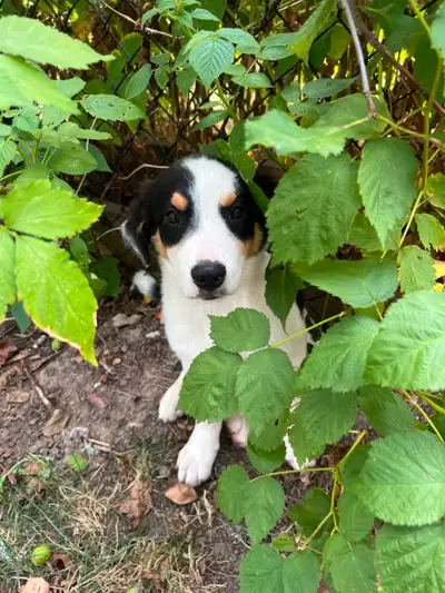 Border Collie x Blue Heeler puppy, View more