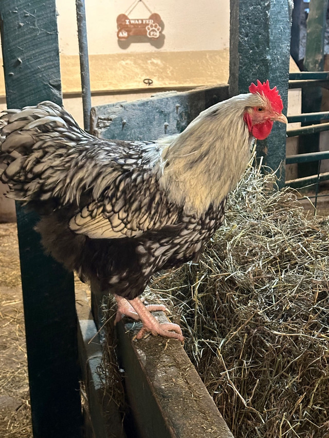 Silver Laced Orpington Rooster in Livestock in Oshawa / Durham Region - Image 2
