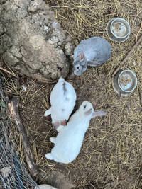 Adult $20and Baby Rabbits 10