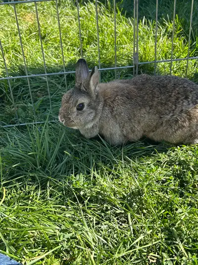 Female Netherland rabbit, View more