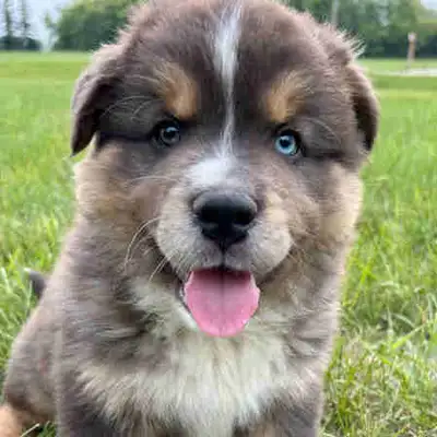 INSTA: topdawg_breeders_sk ❤️READY NOW❤️, View more