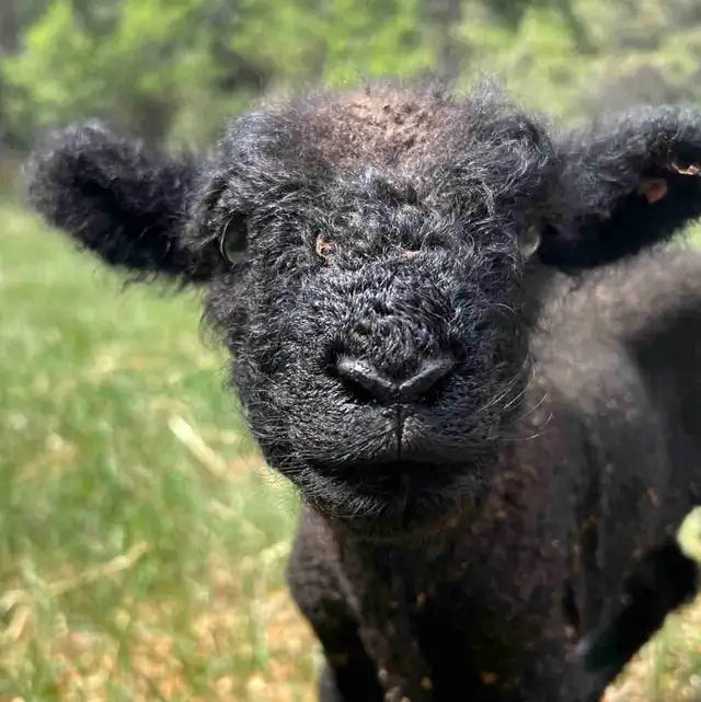 Bottle Babydoll lambs in Livestock in Cranbrook - Image 2