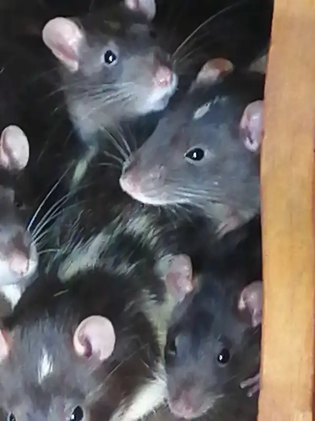rat dumbos 50$ ch 2 pour 90$ in Small Animals for Rehoming in Victoriaville - Image 3