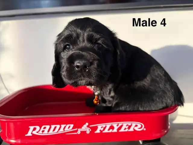 Cocker Spaniel in Dogs & Puppies for Rehoming in Ottawa - Image 4