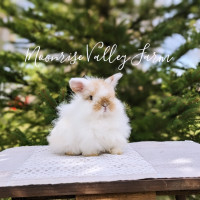 Fuzzy Holland Lop Baby Bunny- PENDING 