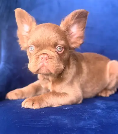 French Bulldog Français exotiques Fluffy, View more