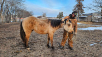 Pepper, 2 year old filly