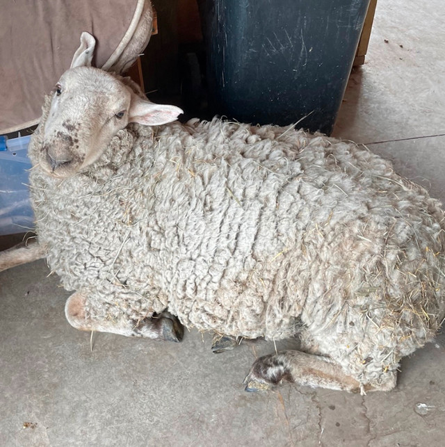 Ram Sheep in Livestock in Calgary - Image 2