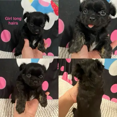 Chihuahua Applehead Long Hairs, View more