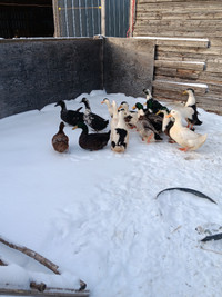 Ducks for sale yorkton sask