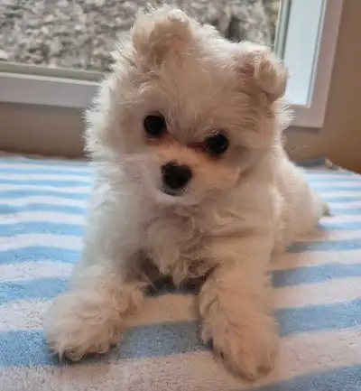 Cute and Cuddly Boutique Pomachon Puppies Ready for Adoption!, View more