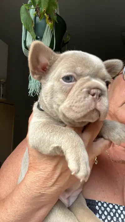 bouldogue français , View more