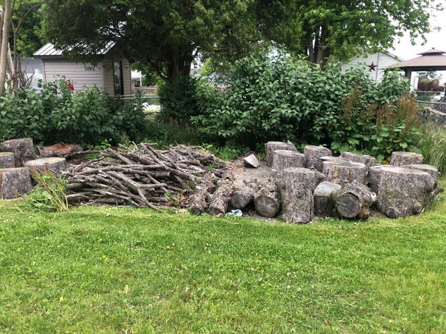 Free Fire Wood in Free Stuff in Brockville - Image 3