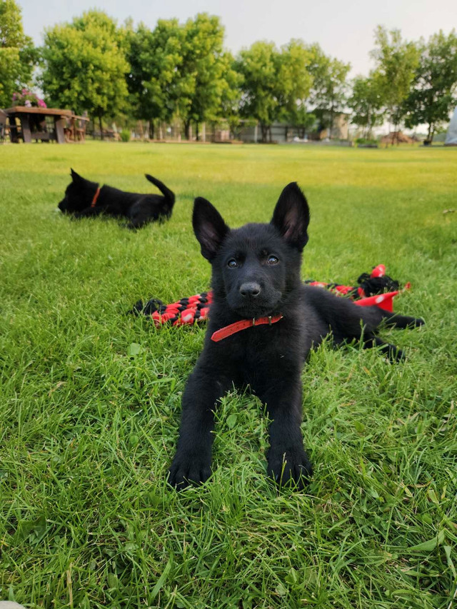 *Pics updated* CKC German Shepherd pups in Dogs & Puppies for Rehoming in Winnipeg - Image 4