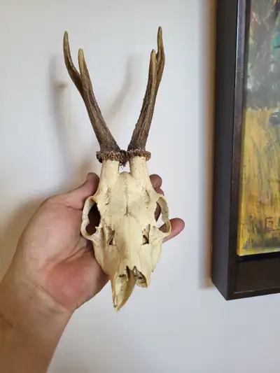 Vintage deer skull and antlers, View more