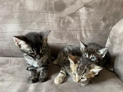3/4 bengal kittens, View more