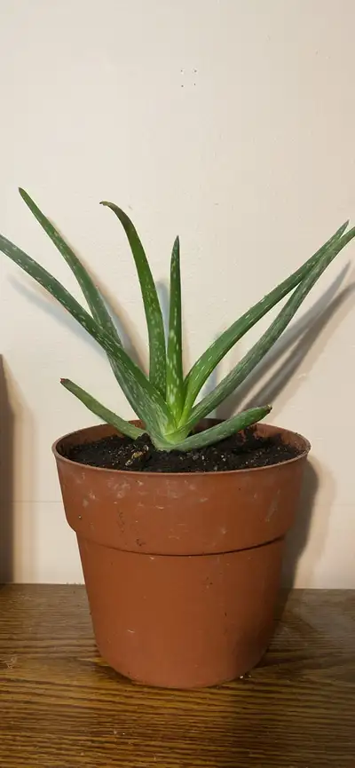 Aloe Vera Plant , View more